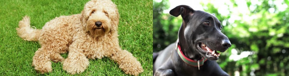 Shepard Labrador vs Labradoodle - Breed Comparison