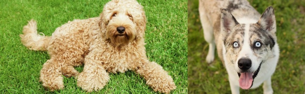 Shepherd Husky vs Labradoodle - Breed Comparison
