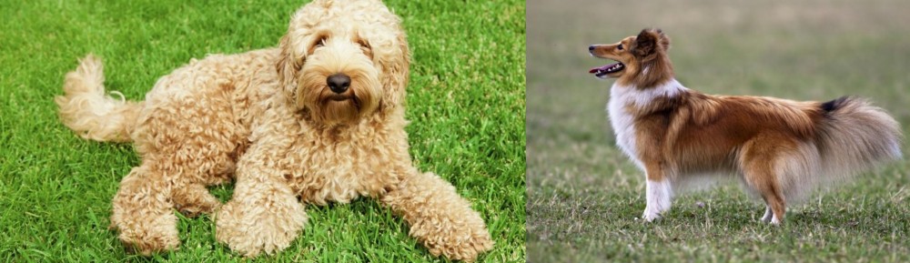 Shetland Sheepdog vs Labradoodle - Breed Comparison