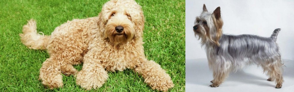 Silky Terrier vs Labradoodle - Breed Comparison