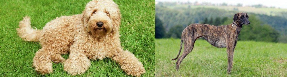 Sloughi vs Labradoodle - Breed Comparison
