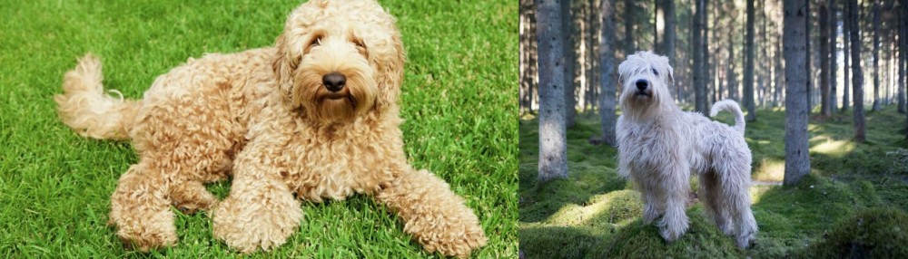 Soft-Coated Wheaten Terrier vs Labradoodle - Breed Comparison