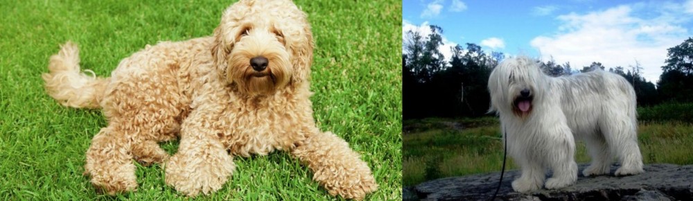 South Russian Ovcharka vs Labradoodle - Breed Comparison