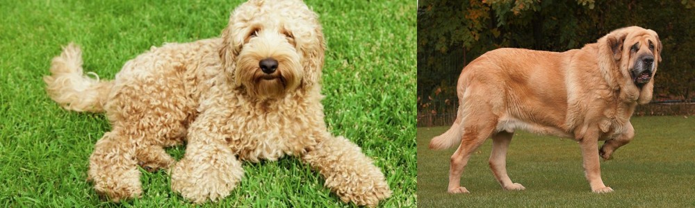 Spanish Mastiff vs Labradoodle - Breed Comparison