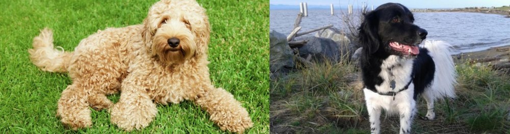 Stabyhoun vs Labradoodle - Breed Comparison