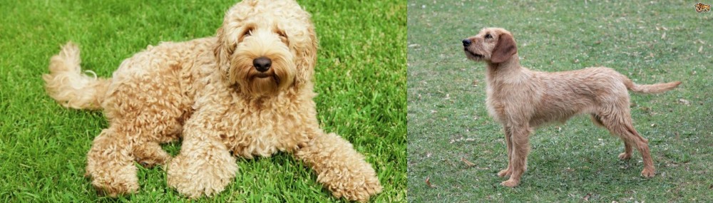 Styrian Coarse Haired Hound vs Labradoodle - Breed Comparison