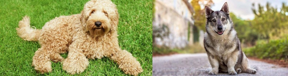 Swedish Vallhund vs Labradoodle - Breed Comparison