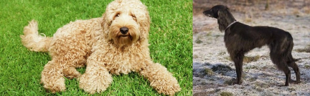 Taigan vs Labradoodle - Breed Comparison