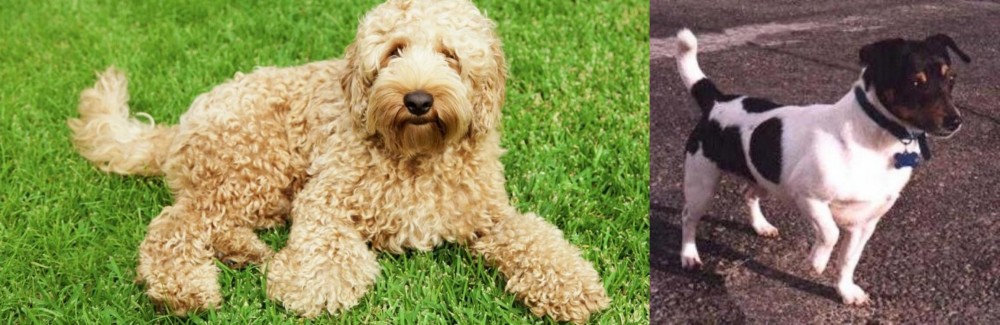Teddy Roosevelt Terrier vs Labradoodle - Breed Comparison