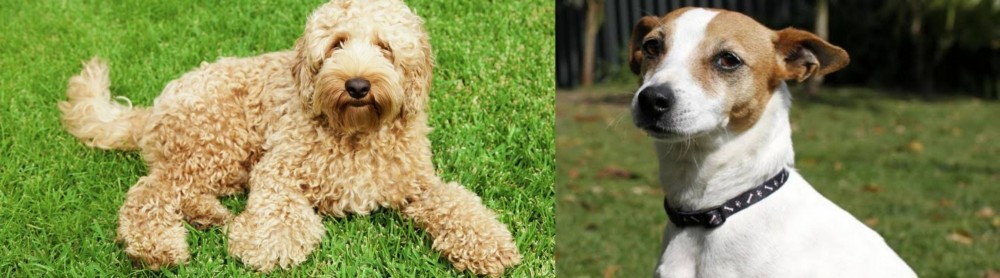 Tenterfield Terrier vs Labradoodle - Breed Comparison