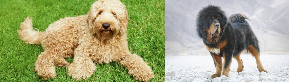 Tibetan Mastiff vs Labradoodle - Breed Comparison