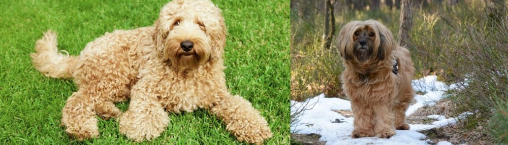 Tibetan Terrier vs Labradoodle - Breed Comparison