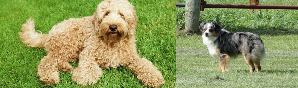 Toy Australian Shepherd vs Labradoodle - Breed Comparison