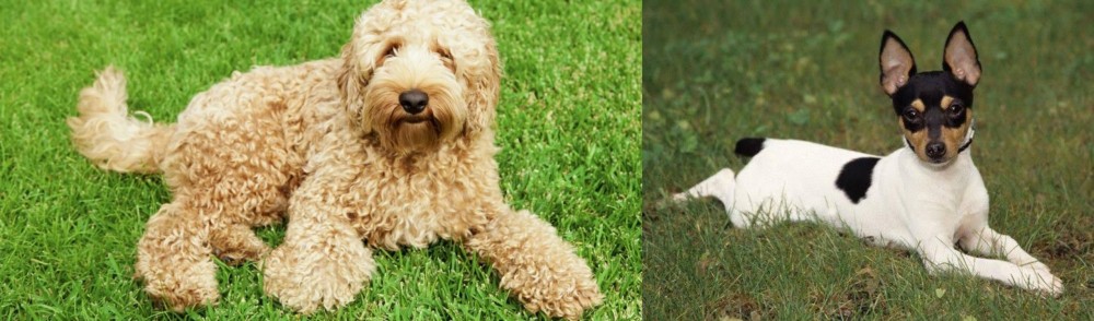 Toy Fox Terrier vs Labradoodle - Breed Comparison