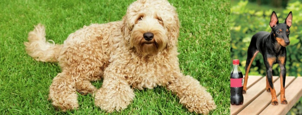 Toy Manchester Terrier vs Labradoodle - Breed Comparison