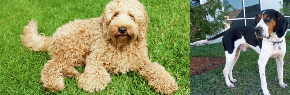 Treeing Walker Coonhound vs Labradoodle - Breed Comparison