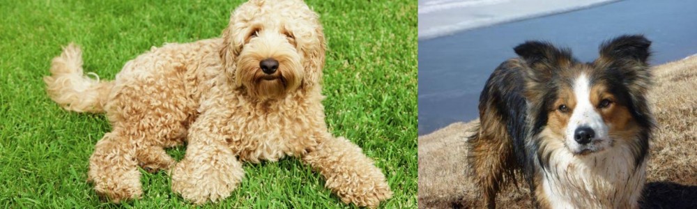 Welsh Sheepdog vs Labradoodle - Breed Comparison