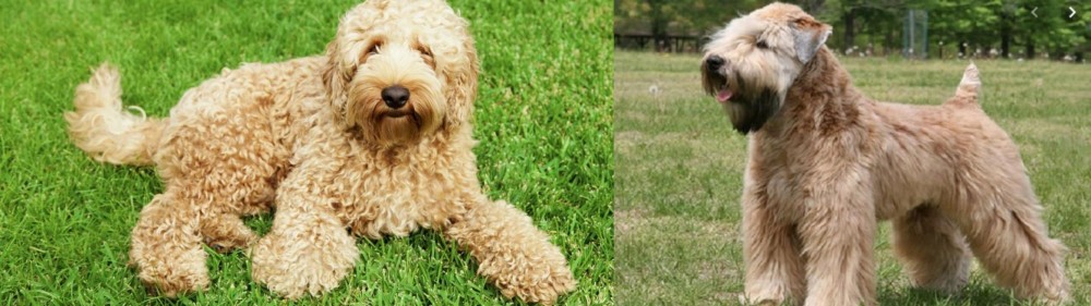 Wheaten Terrier vs Labradoodle - Breed Comparison