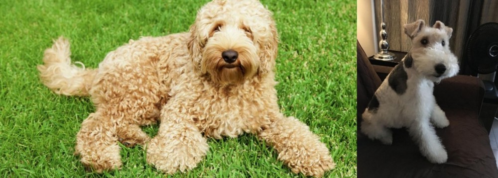 Wire Haired Fox Terrier vs Labradoodle - Breed Comparison