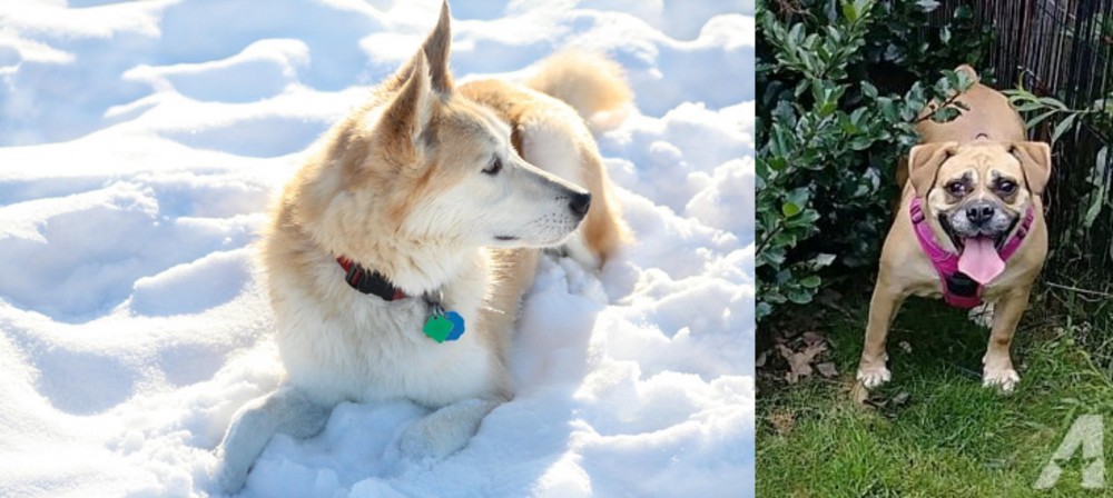 Beabull vs Labrador Husky - Breed Comparison
