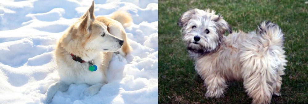Havapoo vs Labrador Husky - Breed Comparison