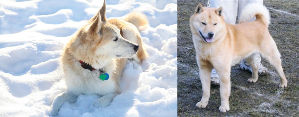 Hokkaido vs Labrador Husky - Breed Comparison