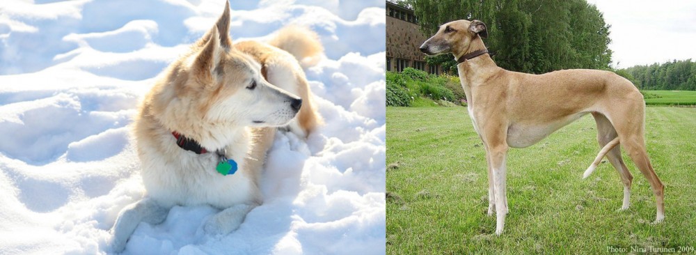 Hortaya Borzaya vs Labrador Husky - Breed Comparison