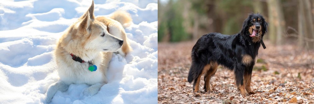 Hovawart vs Labrador Husky - Breed Comparison
