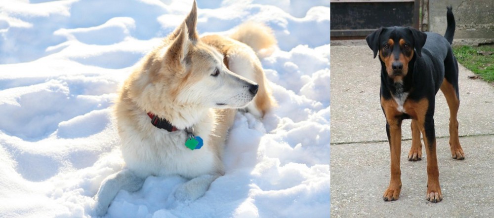 Hungarian Hound vs Labrador Husky - Breed Comparison