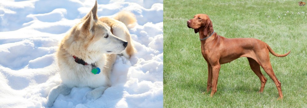 Hungarian Vizsla vs Labrador Husky - Breed Comparison