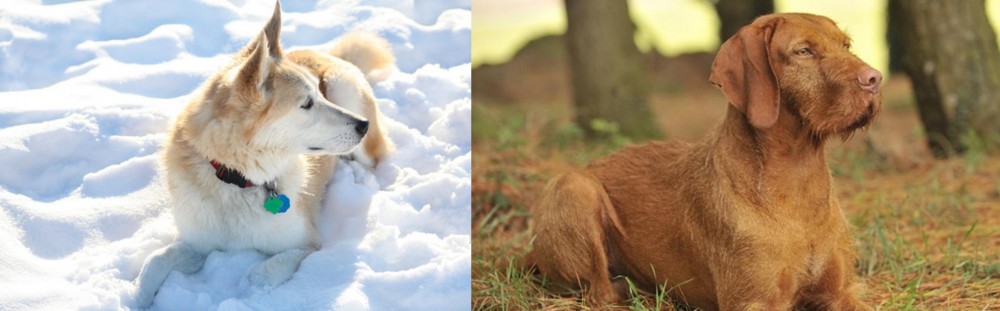 Hungarian Wirehaired Vizsla vs Labrador Husky - Breed Comparison