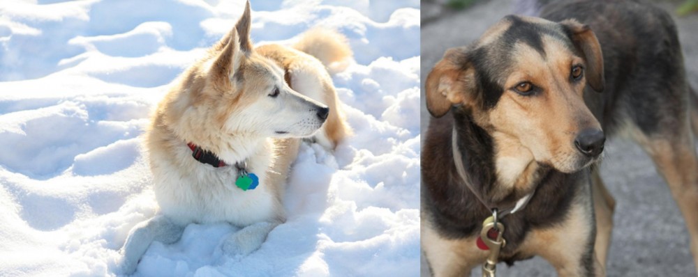 Huntaway vs Labrador Husky - Breed Comparison