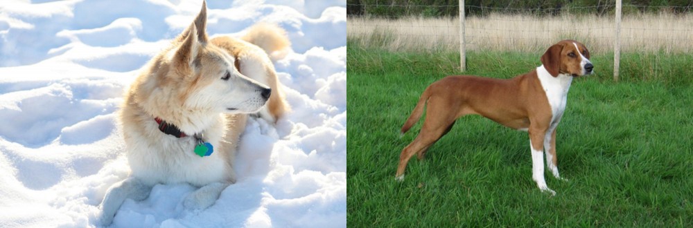 Hygenhund vs Labrador Husky - Breed Comparison
