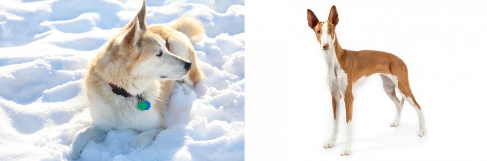 Ibizan Hound vs Labrador Husky - Breed Comparison