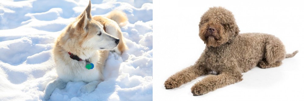 Lagotto Romagnolo vs Labrador Husky - Breed Comparison