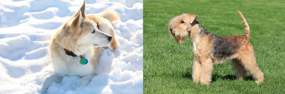 Lakeland Terrier vs Labrador Husky - Breed Comparison