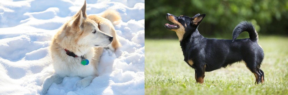 Lancashire Heeler vs Labrador Husky - Breed Comparison