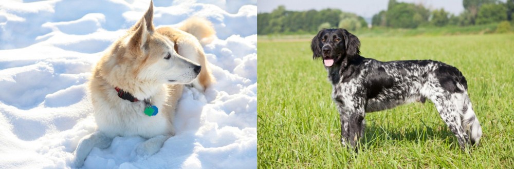 Large Munsterlander vs Labrador Husky - Breed Comparison