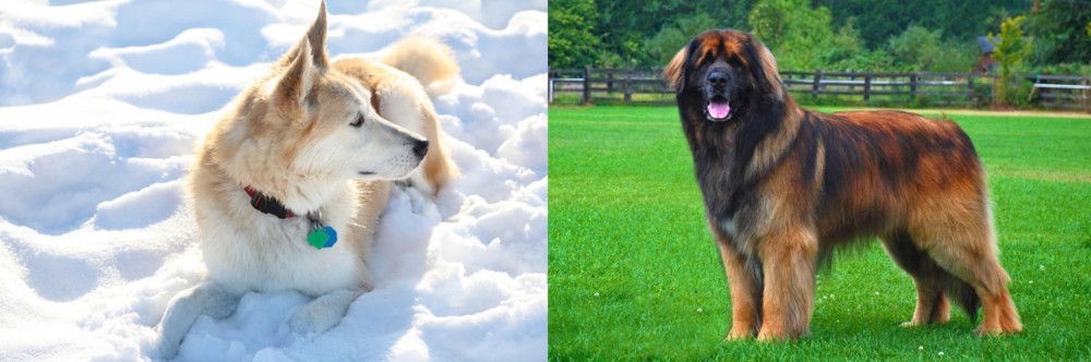 Leonberger vs Labrador Husky - Breed Comparison