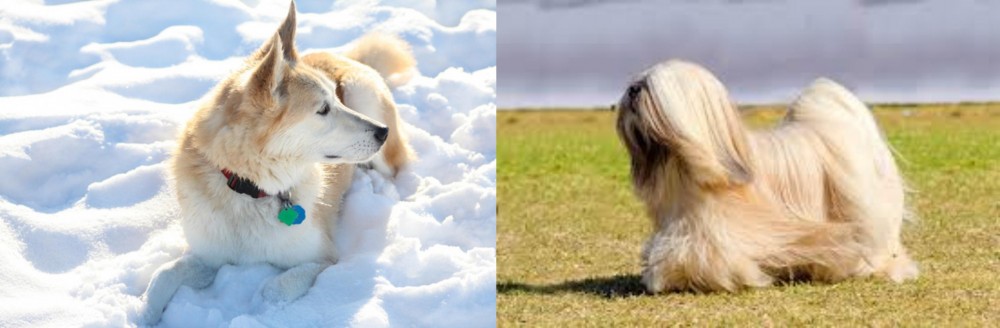 Lhasa Apso vs Labrador Husky - Breed Comparison