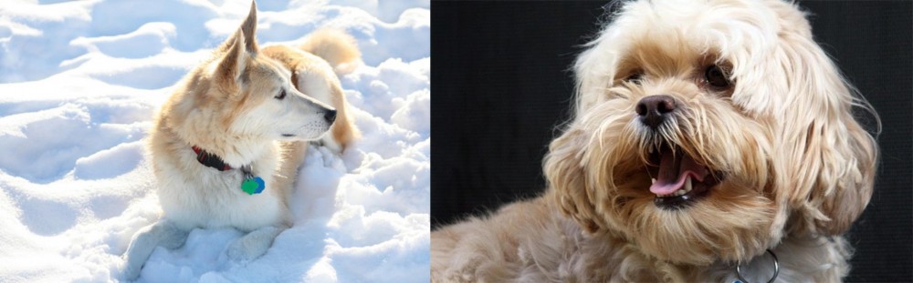 Lhasapoo vs Labrador Husky - Breed Comparison