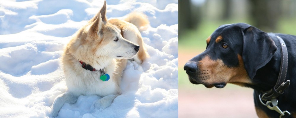 Lithuanian Hound vs Labrador Husky - Breed Comparison