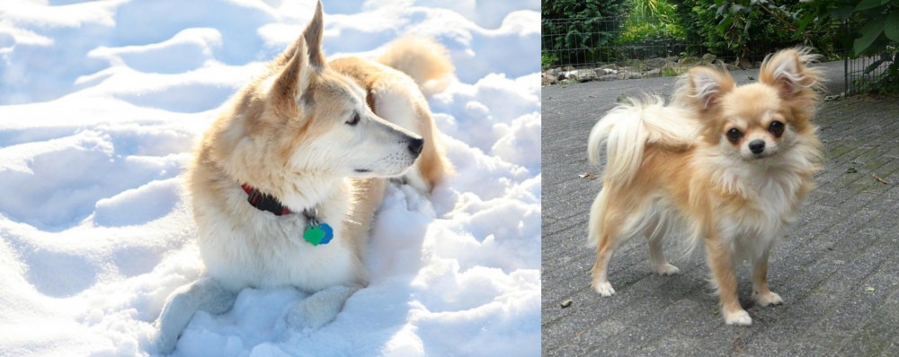 Long Haired Chihuahua vs Labrador Husky - Breed Comparison