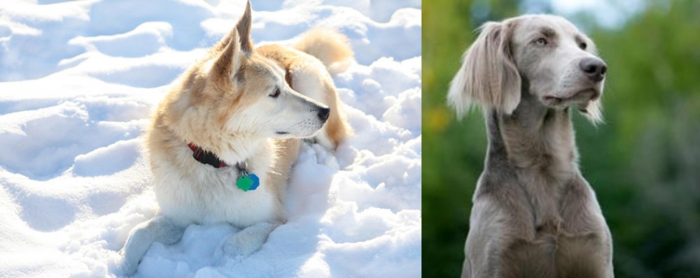 Longhaired Weimaraner vs Labrador Husky - Breed Comparison