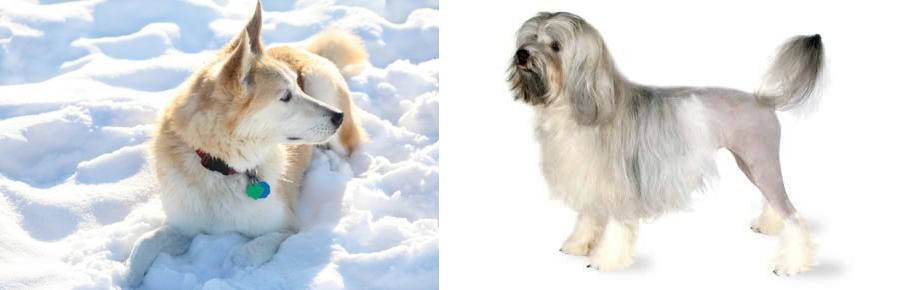 Lowchen vs Labrador Husky - Breed Comparison