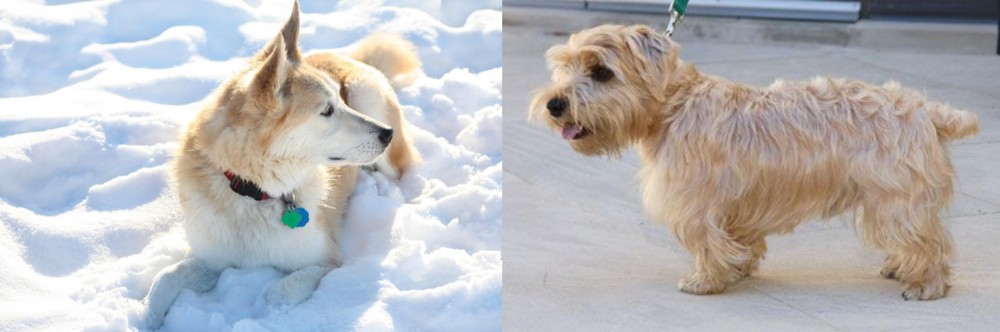 Lucas Terrier vs Labrador Husky - Breed Comparison