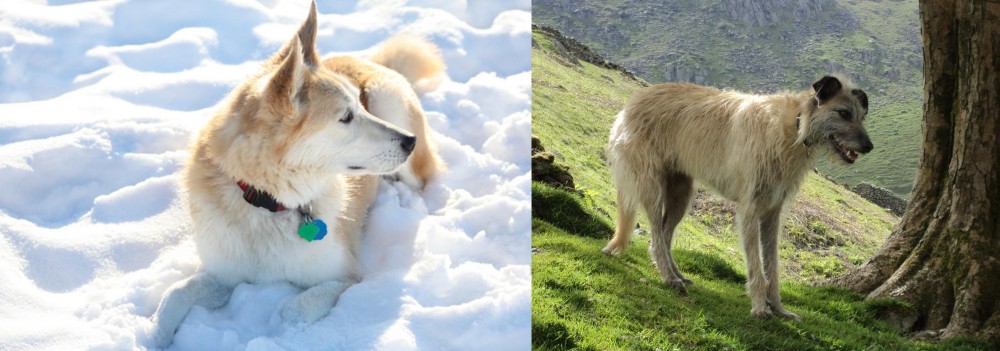 Lurcher vs Labrador Husky - Breed Comparison