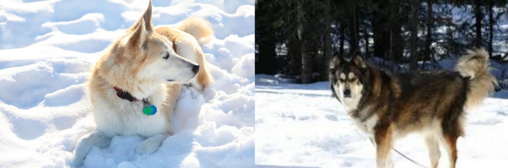 Mackenzie River Husky vs Labrador Husky - Breed Comparison