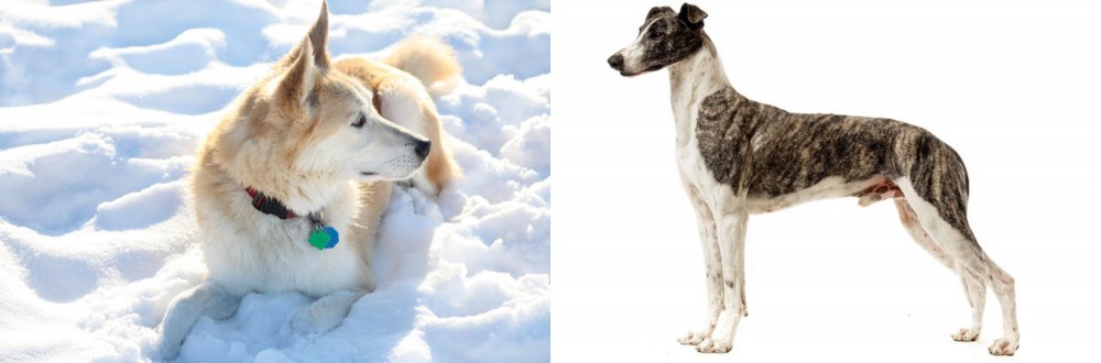 Magyar Agar vs Labrador Husky - Breed Comparison