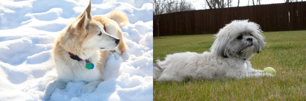 Mal-Shi vs Labrador Husky - Breed Comparison